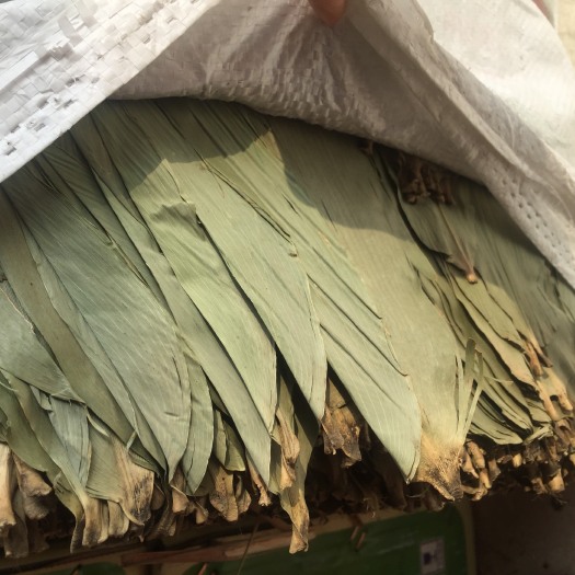 郑州粽子叶 