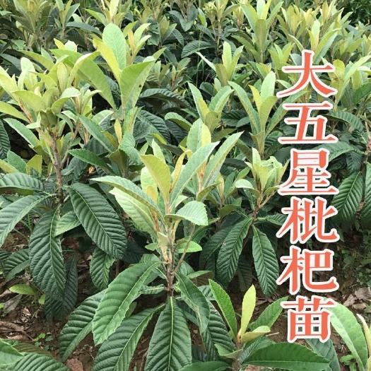 普宁市大五星 