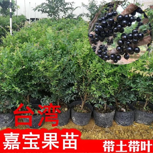 普宁市东魁杨梅树苗