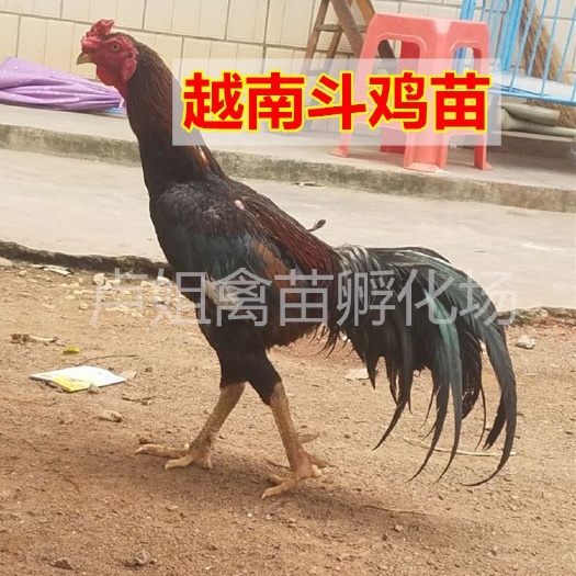 南宁斗鸡苗 越南斗鸡苗