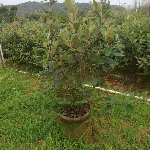 广州桃金娘苗 0.5~1米