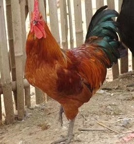 抚州青脚土鸡苗 