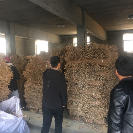 子洲县白皮芪 