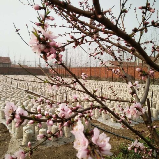 胶州市木耳菌种 