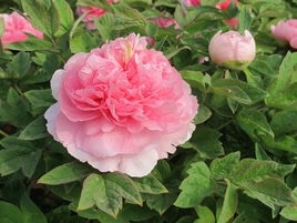洛阳贵妃插翠 0.5米以下 4~6cm 4cm以下 