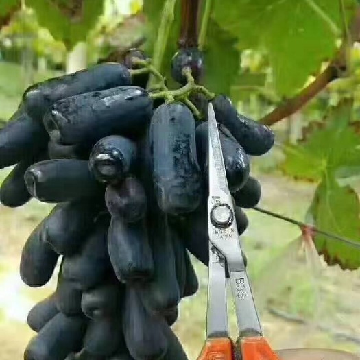 绛县蓝宝石葡萄苗 