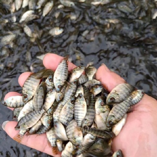 广州奥尼罗非鱼 