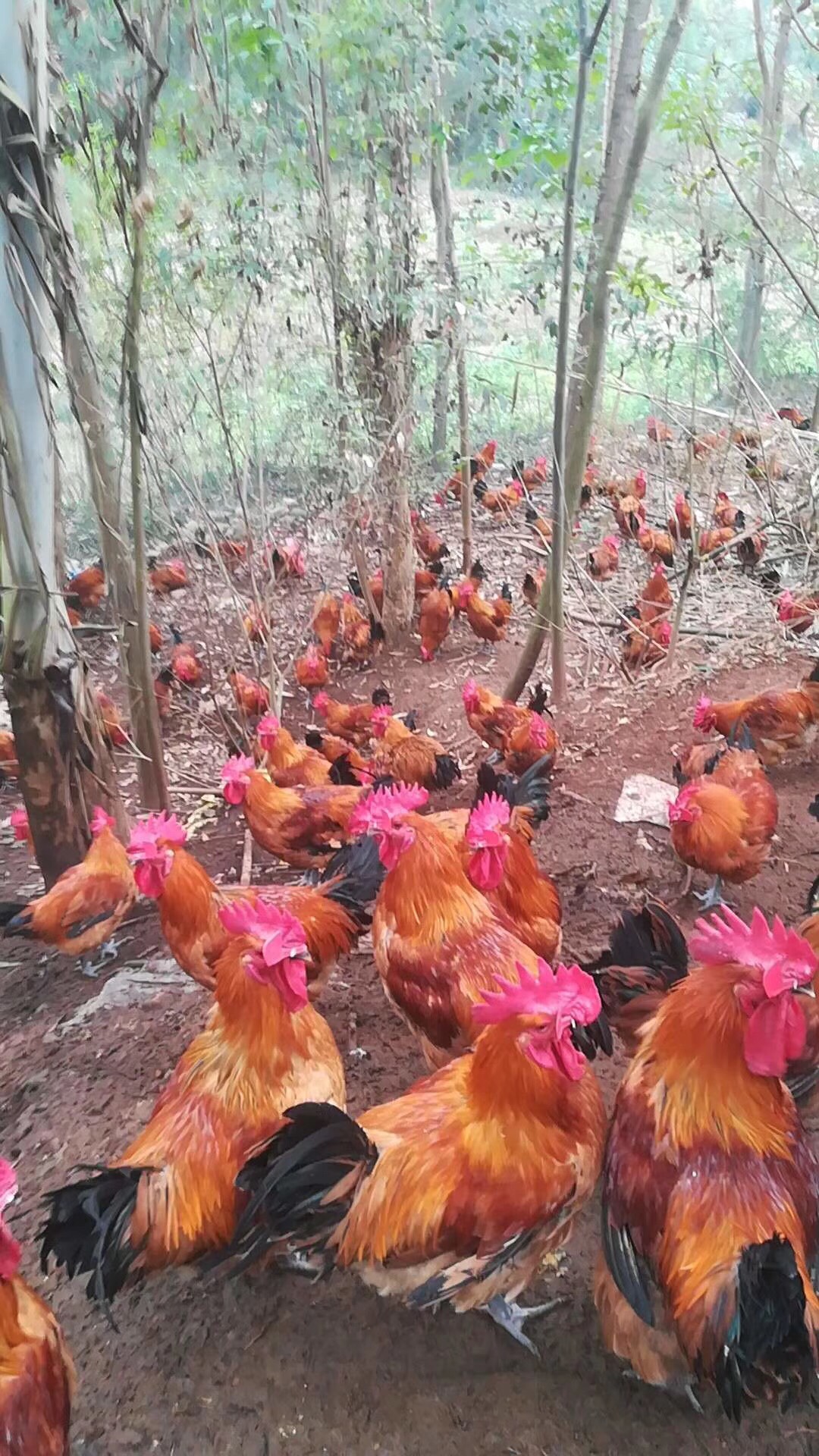 红瑶鸡苗 瑶山土鸡 青脚红公鸡,黑瑶母苗,南丹,包打疫苗,运输