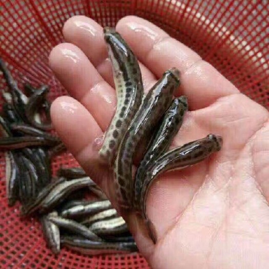 广州生鱼苗 