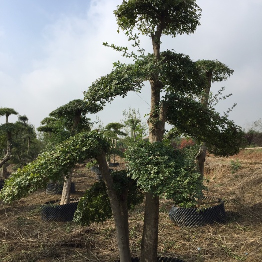 孝昌县造型对节白蜡