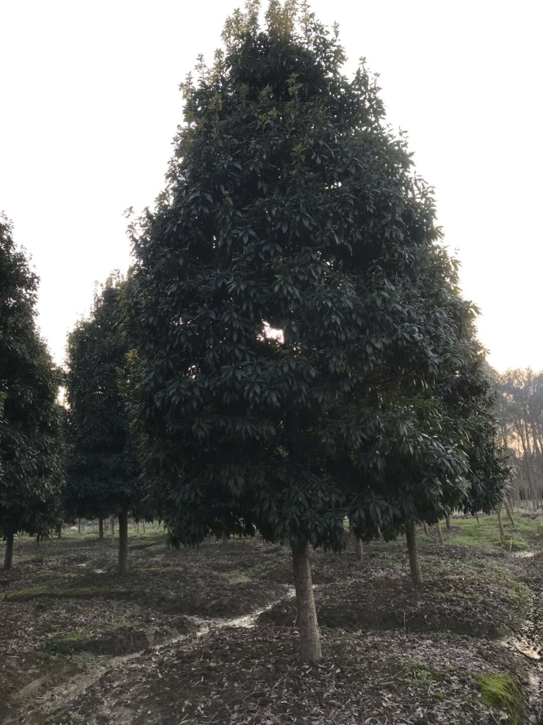 普通金丝楠木