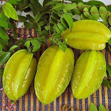 杨桃树苗