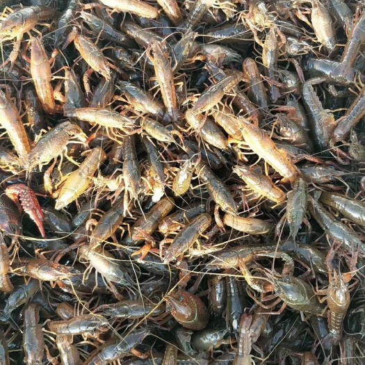 沭阳县龙虾苗 
