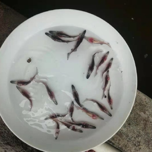 广州鸭嘴鱼苗 鸭嘴鲟鱼苗