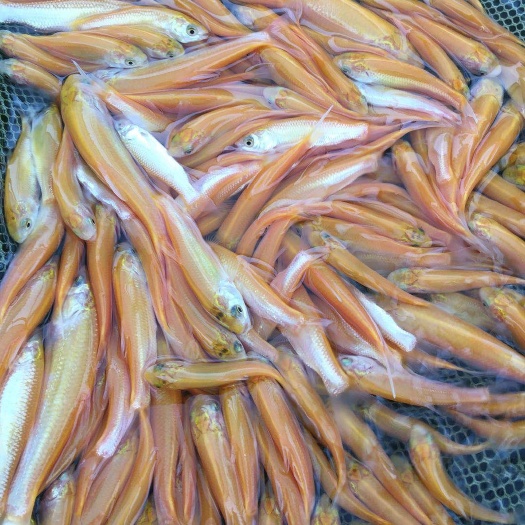 广州金草鱼苗 