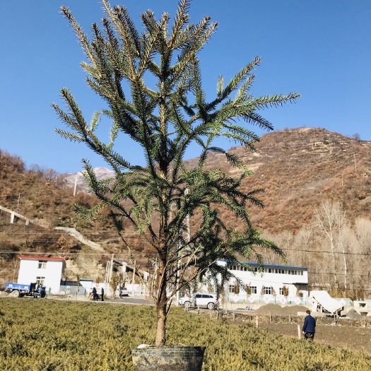 舟曲县青海云杉 