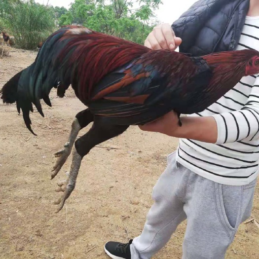 南宁杂交斗鸡苗 