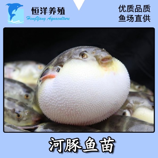 广州河豚鱼苗