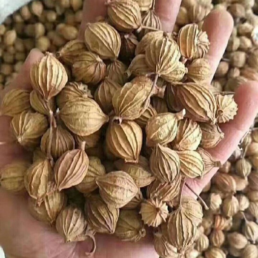 郑州香砂仁 