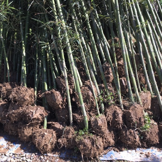 蒲江县雷竹早园竹雷公竹
