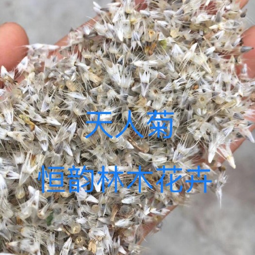 安国市天人菊 