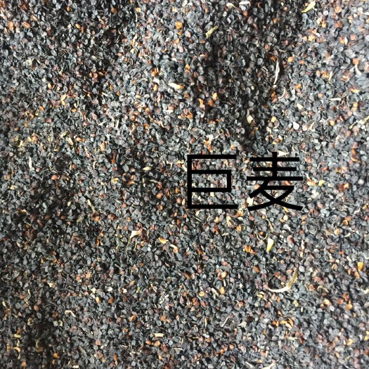 安国市五彩石竹 