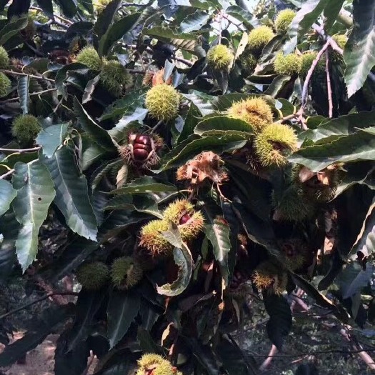 泰安泰山板栗苗 嫁接苗 0.5~1米 