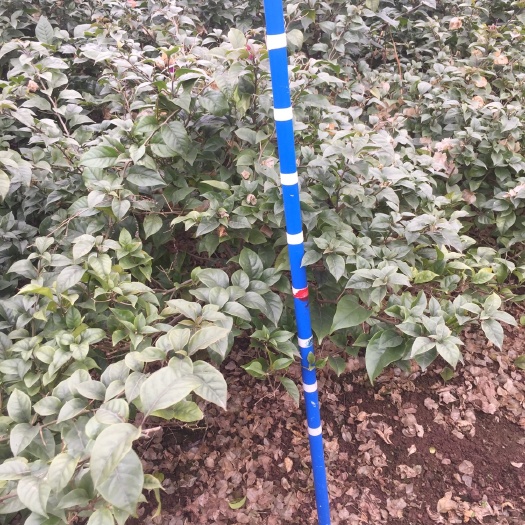 宜宾紫花三角梅 1.0~1.5米 