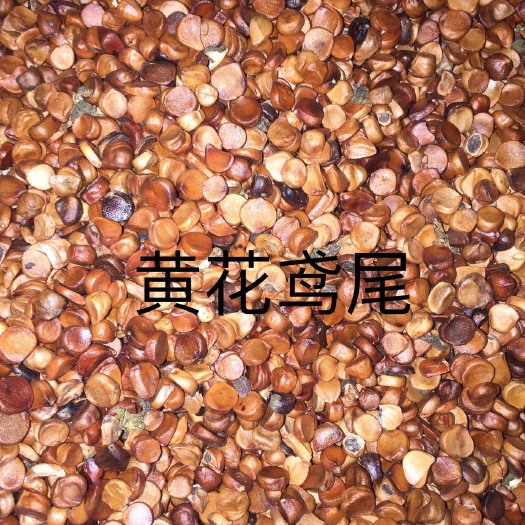 安国市黄菖蒲 
