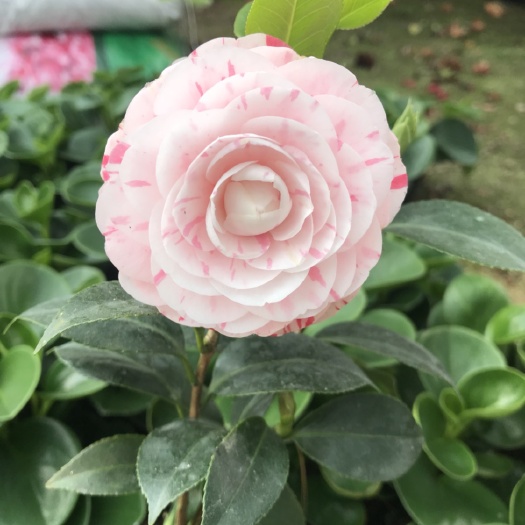 漳平市十八学士 30~50cm 
