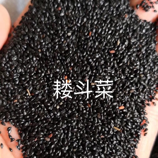 安国市耧斗菜种子 