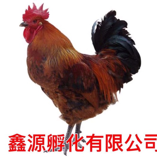 南宁麻羽乌鸡苗 严格防疫 包活到家 技术指导 承诺无假货 厂家直销