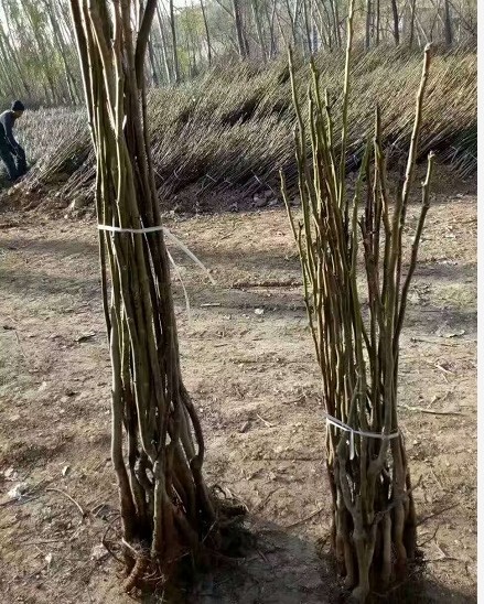 绛县清香核桃苗 