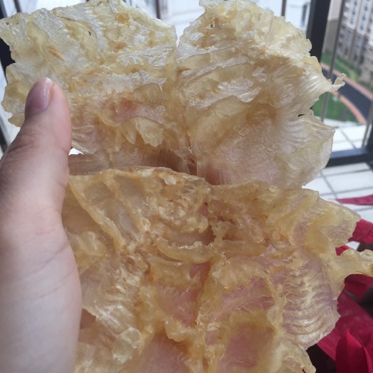 佛山鱼胶  15-20头赤胶石斑鱼开片胶