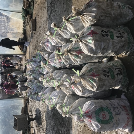 海阳市乳山牡蛎 3-4两/只 人工养殖 