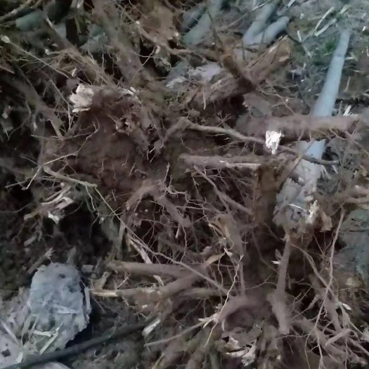 南阳栾树 