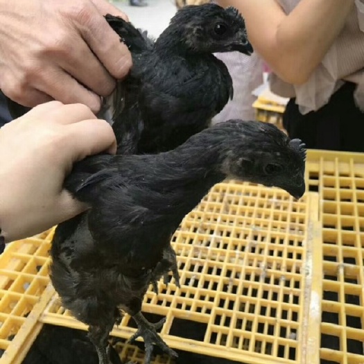 福州土鸡苗 