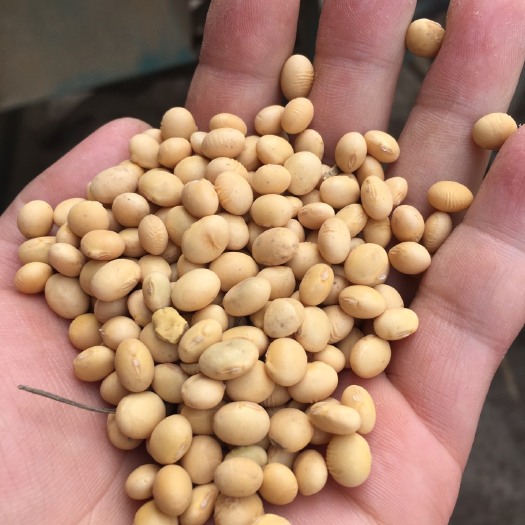 钟祥市537黄豆 生大豆 2等品 