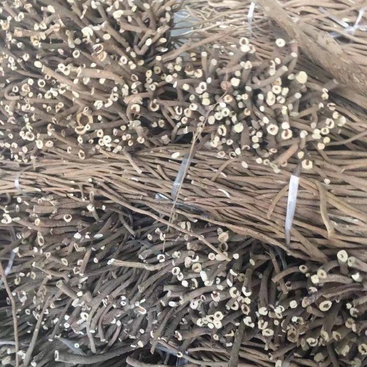 子洲县白皮芪 