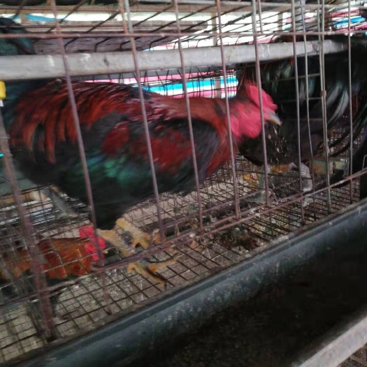 南宁杂交斗鸡苗 统货