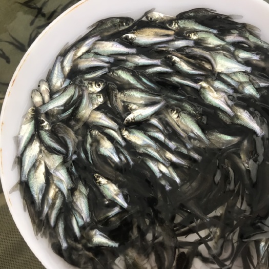 广州武昌鱼 优质三角鲂鱼苗大量供应全国空运