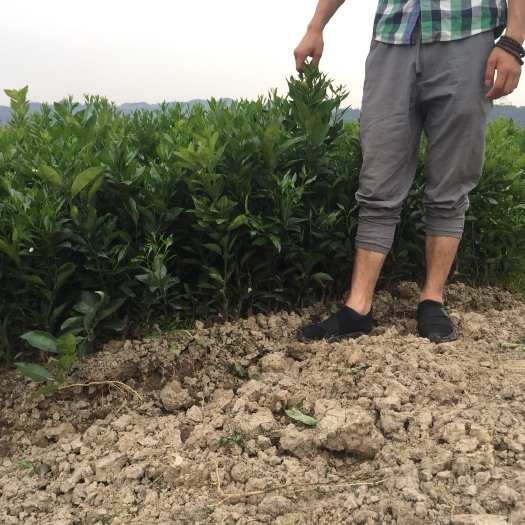 龙山县纽荷尔脐橙苗 嫁接苗 0.3米 