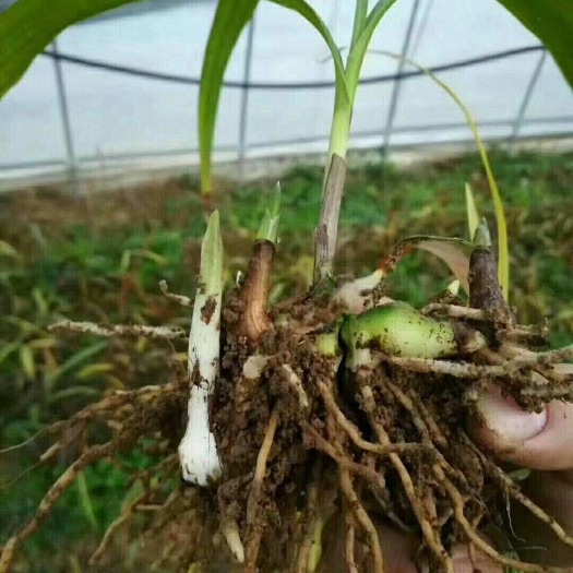 正安县紫花白芨苗 