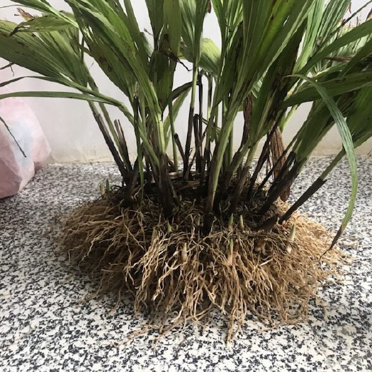 正安县紫花白芨苗 