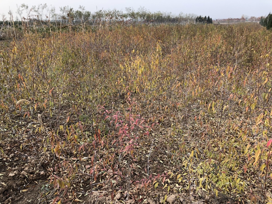 占地砧木用苗毛桃小苗毛桃树苗果树山桃苗紫叶桃苗桃树李子嫁接用