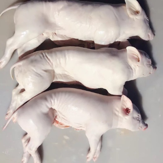 佛山整头猪  新鲜乳猪小耳朵奶猪冻猪整只烧腊专用猪烤乳猪