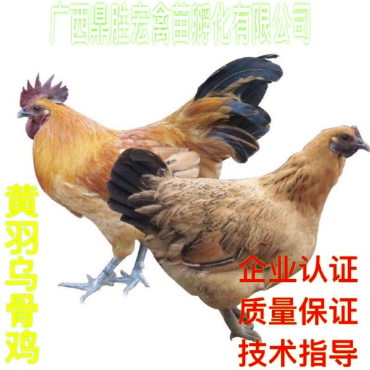 南宁麻羽乌鸡苗 厂家批发 售后服务 质量保证