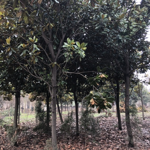 沭阳县广玉兰 紫玉兰  白玉兰