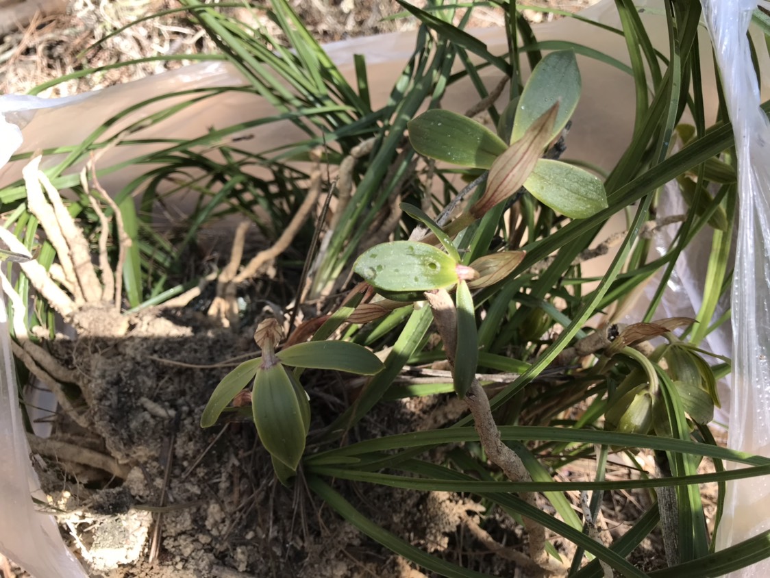 豆瓣兰 裸根不带土 