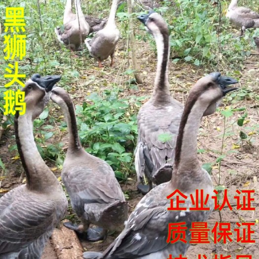南宁狮头鹅苗 承诺无假货 售后服务 严格疫防